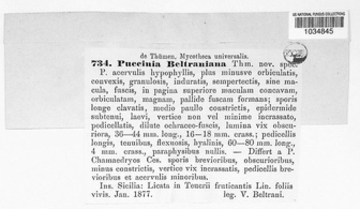 Puccinia beltraniana image